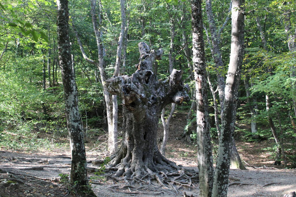 кривое, необычное, сказочное дерево в лесу Крыма / фото кривого, сказочного дерева в лесу. У корня много корней, днем солнечная погода. Деревья с зелеными листьями. - Фото, изображение