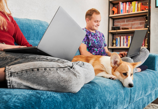 Młody mężczyzna i kobieta pracują nad notatnikami siedząc na kanapie. Skup się na uroczej Corgi. Szczęśliwa para odpoczywająca na kanapie z uroczym psem i korzystająca z nowoczesnych laptopów podczas spędzania czasu razem w domu. - Zdjęcie, obraz