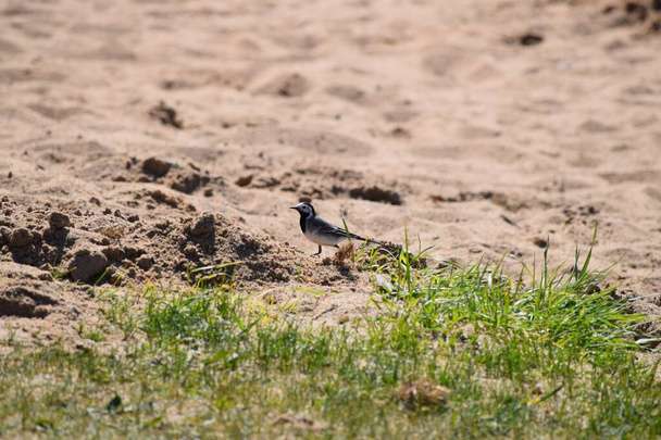 egyetlen Wagtail sétál végig a homokos parton - Fotó, kép
