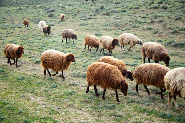 畑の羊は草を食べ - 写真・画像
