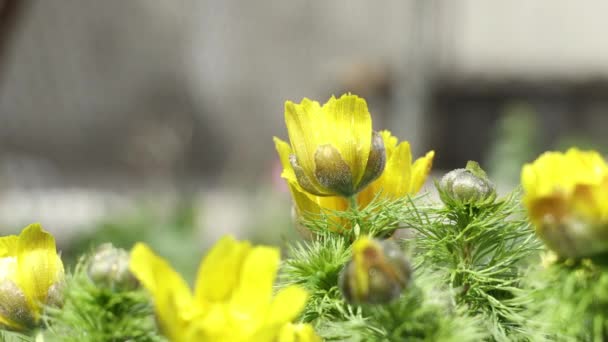 Όμορφα κίτρινα ανοιξιάτικα λουλούδια με σταγόνες νερού την ηλιόλουστη ανοιξιάτικη μέρα, κοντά, ελαφρύ αεράκι, ρηχό βάθος αγρού. Adonis vernalis (μάτι φασιανού, μάτι ανοιξιάτικου φασιανού, μάτι κίτρινου φασιανού, ψεύτικο ελλέβορο) - Πλάνα, βίντεο