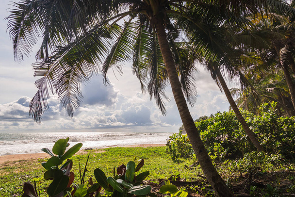 Sea views from the jungle in the tropical part of Axim Ghana West Africa - 写真・画像