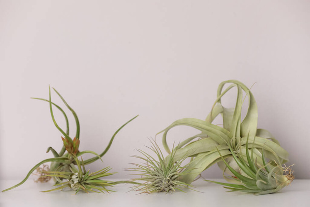 Different tillandsia plants on white table. House decor - Fotó, kép