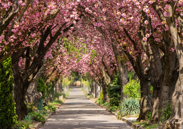 Road with majestically blossoming large cherry trees - Photo, Image