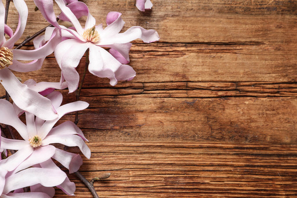 Magnolia tree branches with beautiful flowers on wooden table, flat lay. Space for text - Photo, image