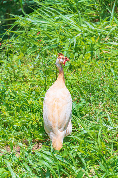 Valkoinen kypäräpäinen helmikanalintu vihreällä ruoholla. Paikallinen nimi Galinha da Angola, brasilialaiset linnut, valokuva otettu Minas Gerais 'n osavaltiossa. - Valokuva, kuva