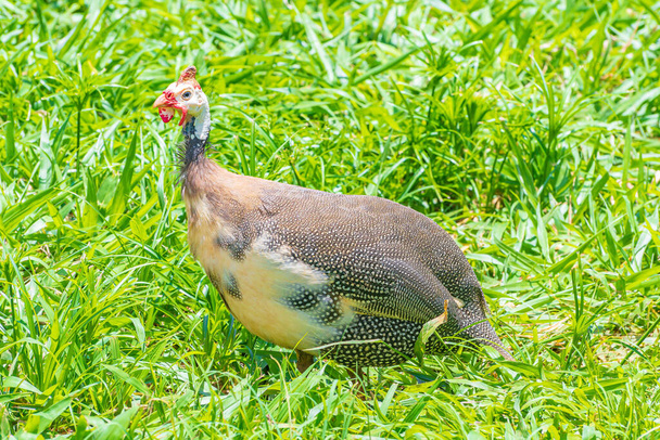 Harmaa kypärä lintu vihreällä ruoholla. Paikallinen nimi Galinha da Angola, brasilialaiset linnut, valokuva otettu Minas Gerais 'n osavaltiossa. - Valokuva, kuva