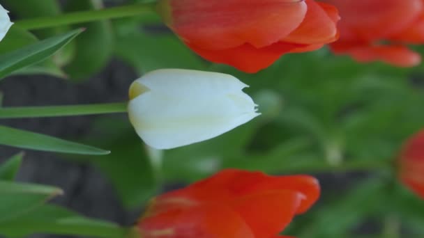 Un tulipán blanco en medio de los rojos. Vídeo vertical - Imágenes, Vídeo