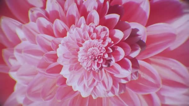 Ατελείωτη απόσταση από το λουλούδι. Κινούμενα σχέδια. Looped animation του κινείται μακριά από μπουμπούκι λουλουδιών. Όμορφο φόντο φωτεινό Aster bud με πολλά πέταλα - Πλάνα, βίντεο