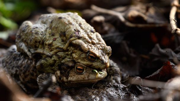 Pair of common toads, european toads (Bufo bufo) sitting on top of eachother. amphibian animals mating season - Photo, Image