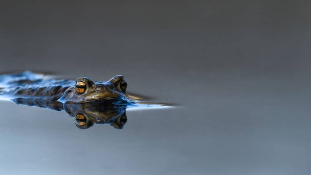 Большая жаба, европейская жаба (Bufo bufo) отдыхает в воде. только верхняя часть головы видна из серого лесного озера. - Фото, изображение