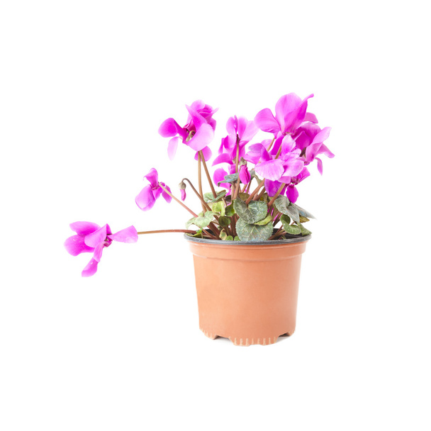 Pink Violets in a flower pot isolated on a white background - Photo, Image