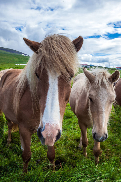 Dream trip to Iceland. Portraits of two horses. Beautiful and kind horses of a unique Icelandic breed. Golden summer sunset. Icelandic tundra. Ecological, active and photo tourism concept - Foto, imagen