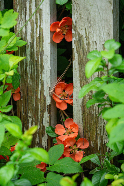 Un buisson de coing avec des fleurs rouge vif est visible à travers les panneaux de clôture - Photo, image