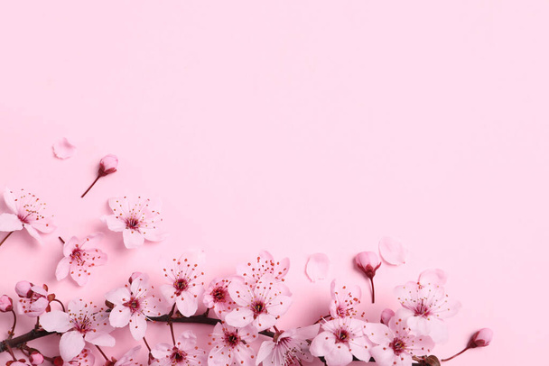 Rama floreciente del árbol de primavera como borde sobre fondo rosado, disposición plana. Espacio para texto - Foto, Imagen
