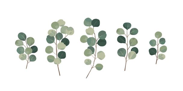 Eucalyptus greenery, gum tree foliage natural leaves branches designer art tropical elements set bundle hand drawn in watercolor style. - Вектор,изображение