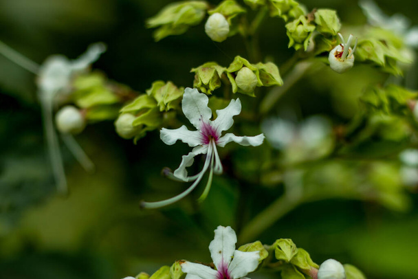 Beautiful white and red-pink flower plants called Wallich's glory bower, nodding clerodendrum, Bridal Veil Clerodendrum wallichii, blooming. Wallich's glory bower - Photo, Image