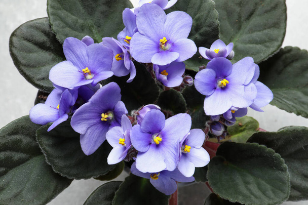 Beautiful violet flowers on light grey background, closeup. Plant for house decor - Foto, Imagem
