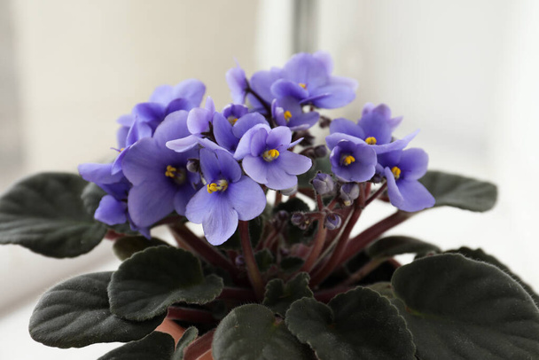 Beautiful potted violet flowers near window, closeup. Plant for house decor - Foto, afbeelding