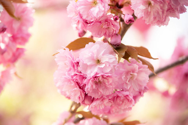 blooming sakura on a sunny day - Fotografie, Obrázek