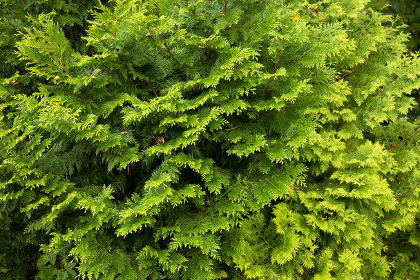 Closeup fresh green branches of thuja trees on green background - Photo, Image