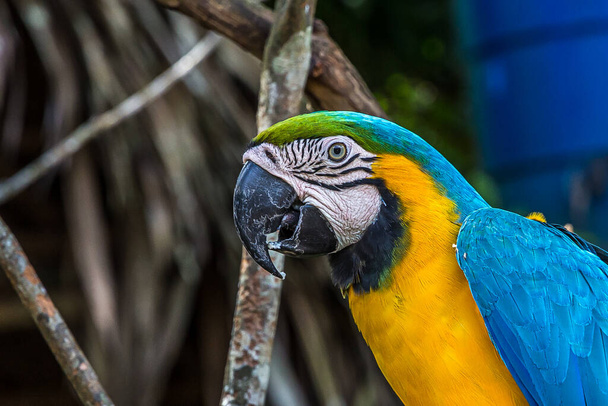 Retrato de cerca de un loro guacamayo alegre. El Ara ararauna (guacamayo azul y amarillo o azul y dorado) vive en el bosque, el bosque y la sabana de América del Sur tropical (Brasil, Venezuela) - Foto, imagen