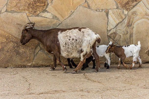Козел с детьми стоит на песке с каменной стеной на спине. Это домашняя или просто коза (Capra aegagrus hircus), представитель семейства Bovidae. - Фото, изображение