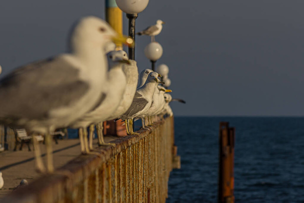 A group of several seagulls or gulls stand in a row on a seaside railing at golden hour near the ocean at sunset or sunrise with water on the horizon. It's Caspian gull (Larus cachinnans). - Photo, Image