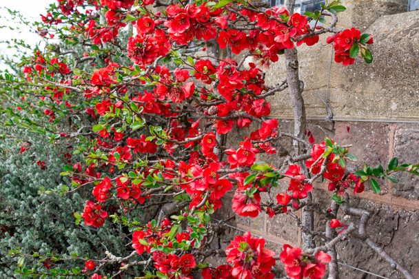 Chaenomeles japonica. Belles fleurs rouges gros plan - Photo, image