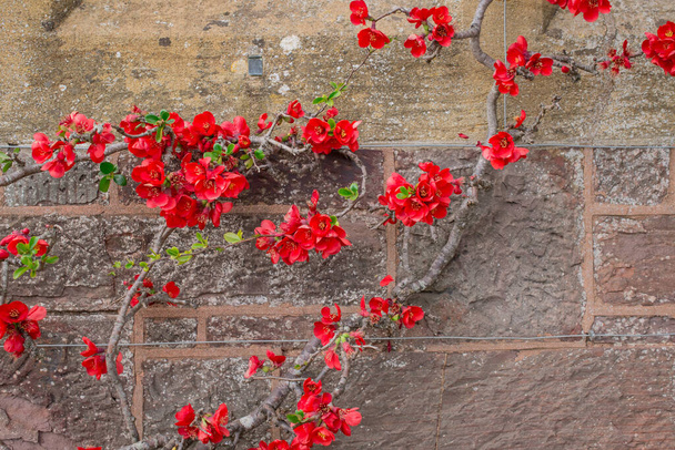 Chaenomeles japonica. Schöne rote Blumen aus nächster Nähe - Foto, Bild