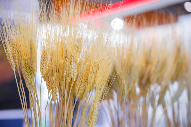 Пшеничные колосья на сельскохозяйственной выставке - крупным планом - Фото, изображение