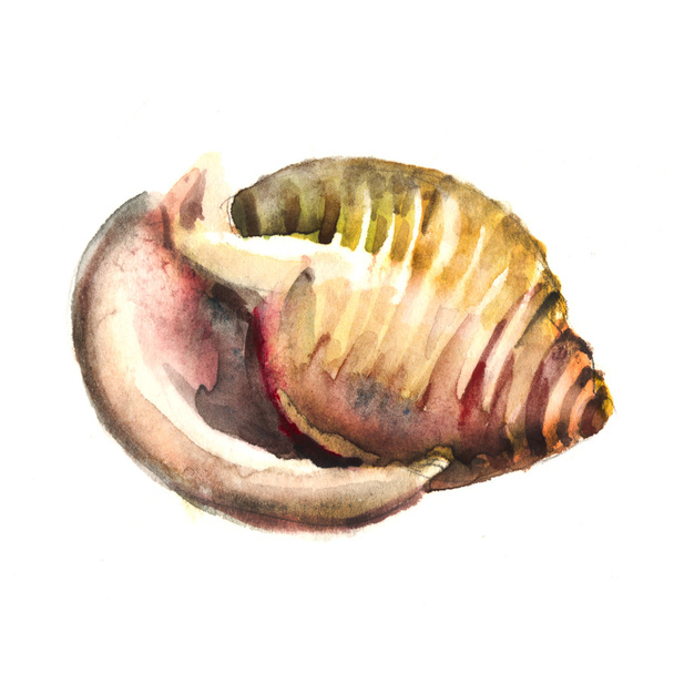 Watercolor Shell - Διάνυσμα, εικόνα