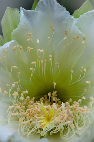 закройте довольно замковый цветущий кактус  - Фото, изображение