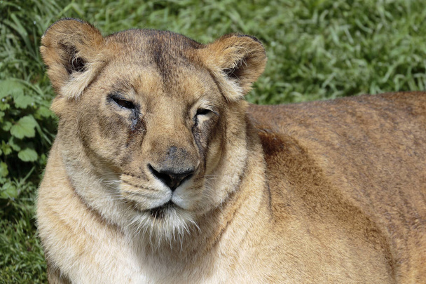 Leone (Panthera leo), ritratto di una leonessa che riposa al sole, fotografia scattata in cattività. - Foto, immagini
