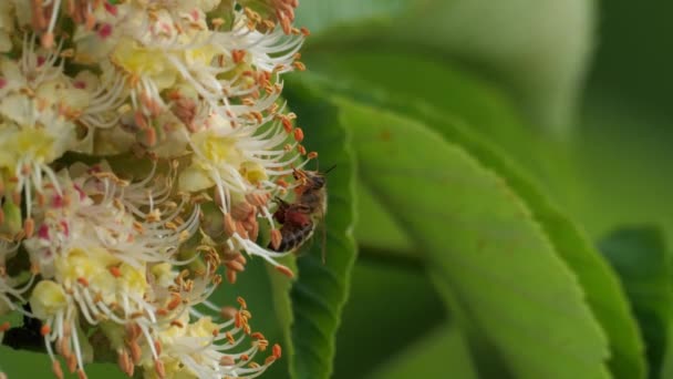 Tokyo,Japan-April 28, 2021: A bee on Japanese horse chestnut flower in the morning - Imágenes, Vídeo