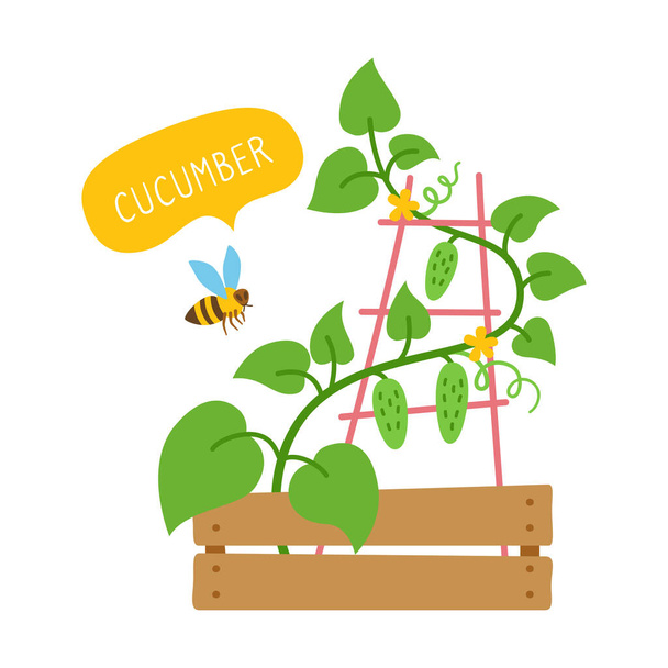 Огуречное растение Пчела плоская карточка мультфильма стреляет вектор - Вектор,изображение