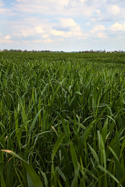Maïs plant in een vroeg stadium van de groei van dichtbij gezien met een heldere lucht op de achtergrond - Foto, afbeelding