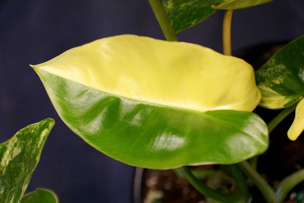 Piękny żółty i zielony liść Philodendron Burle Marx urozmaicony - Zdjęcie, obraz