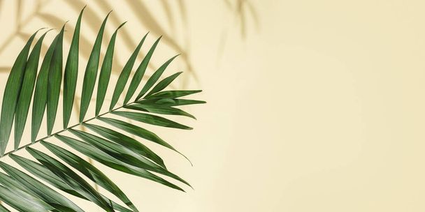 Natural green palm leaf with sun shade on light yellow background with copy space. Summer minimal concept, beautiful daylight in sunny day. - Valokuva, kuva
