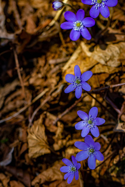 Hepatica kukka metsässä, lähikuva - Valokuva, kuva