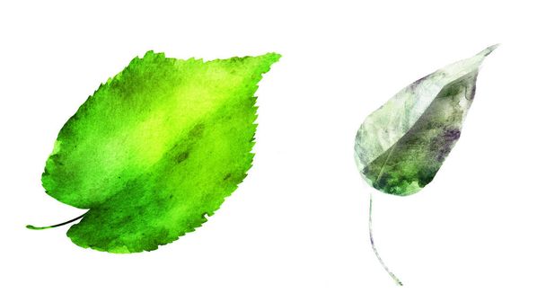 Watercolor leafs on the white background. Set - Foto, imagen