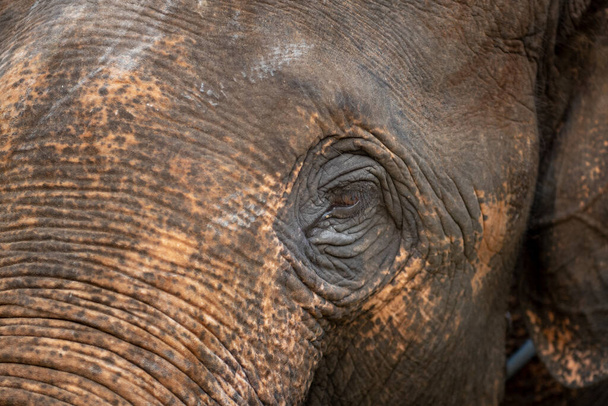 Close-up oog van Aziatische olifant. - Foto, afbeelding
