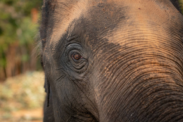 De cerca ojo de elefante asiático. - Foto, Imagen