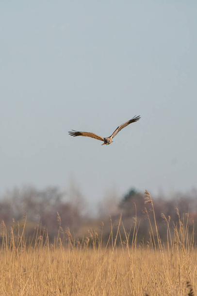 El harrier del pantano vuela sobre las cañas, buscando presas - Foto, imagen