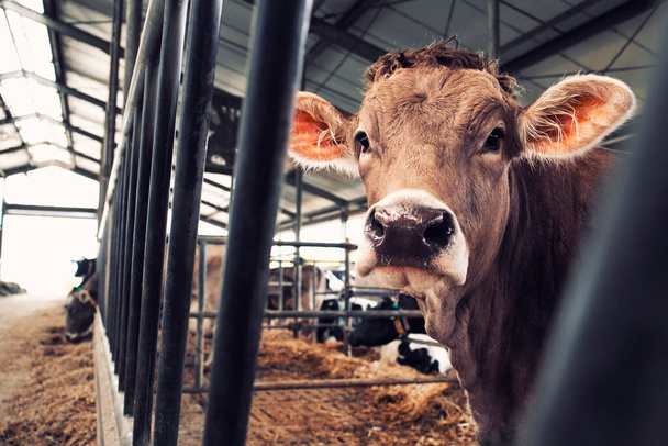 Корова на вітчизняній тваринницькій фермі для виробництва м'яса або молока
. - Фото, зображення