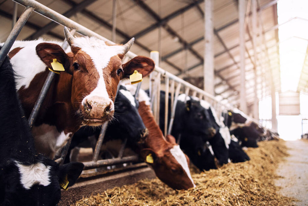 Grupo de vacas en el establo que comen heno o forraje en la granja lechera. - Foto, imagen