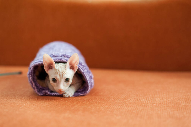A closeup shot of a domestic sphynx cat - Zdjęcie, obraz