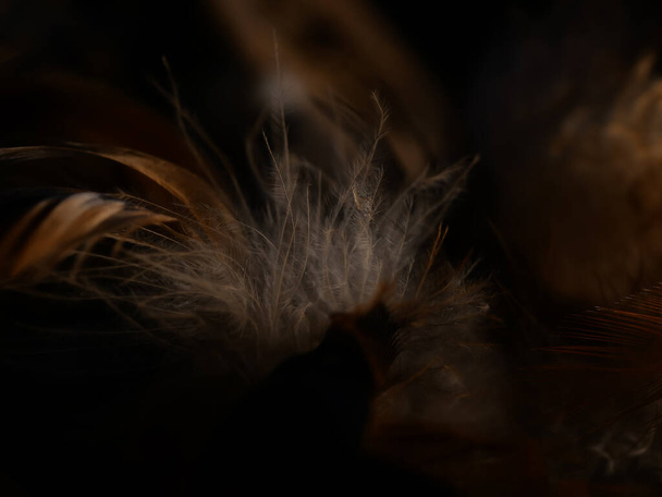 A closeup shot of a gray bird feathers - Фото, изображение