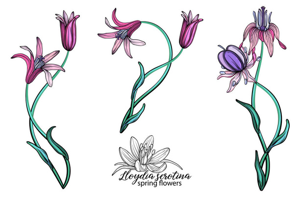 vector set of delicate spring flowers. Flowers. Spring flowers. - Vector, Image