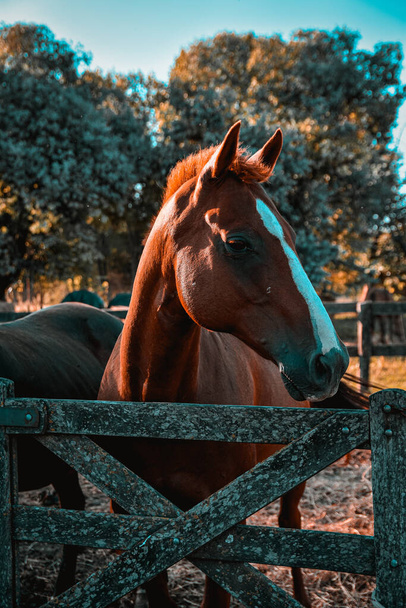 A vertical shot of horses on the barn - 写真・画像